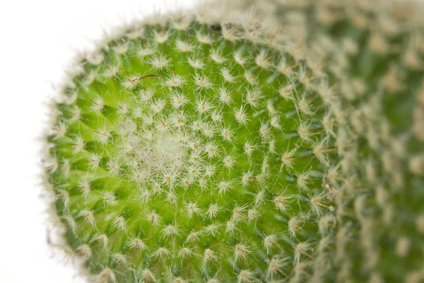 关闭了花园里的仙人掌植物 — 图库照片