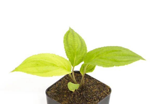 Giovane pianta verde passiflora piantina in vaso di argilla — Foto Stock