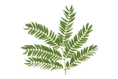 yeşil yaprak beyaz üzerinde izole