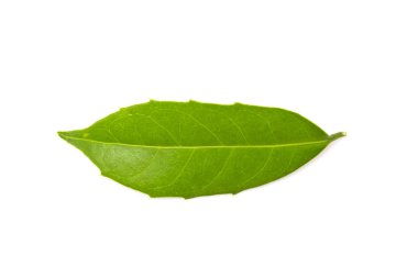 yeşil yaprak beyaz üzerinde izole