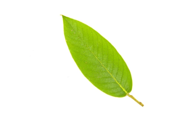 Feuille verte isolée sur blanc — Photo