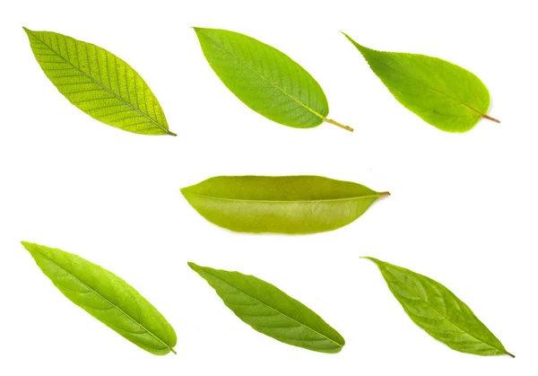 흰색 절연 녹색 잎의 세트 — 스톡 사진