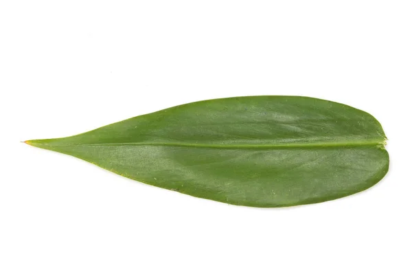 흰 잎에 고립되어 있는 푸른 잎 — 스톡 사진