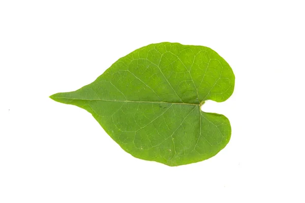 Folha verde isolada sobre branco — Fotografia de Stock
