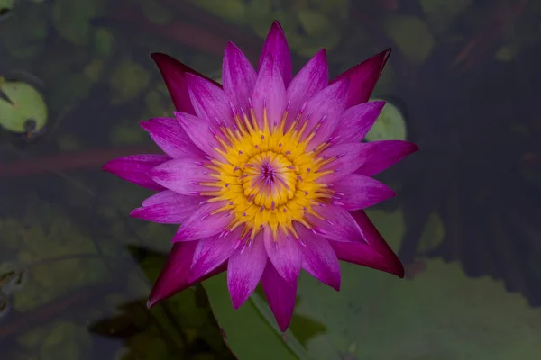 Beautiful blue lotus with bee — Stock Photo, Image