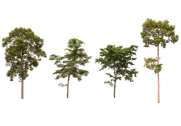 Arbres isolés sur fond blanc — Photo