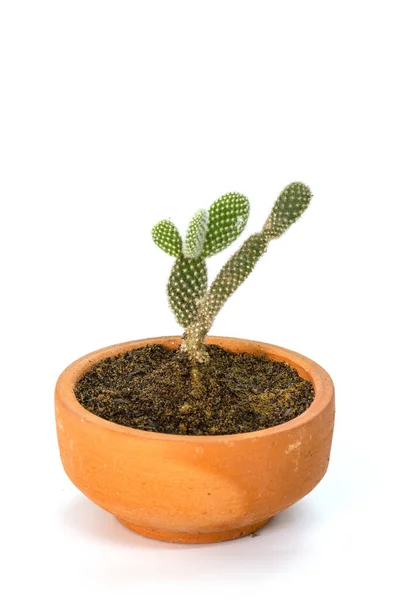 Cerrar las plantas de cactus en blanco —  Fotos de Stock