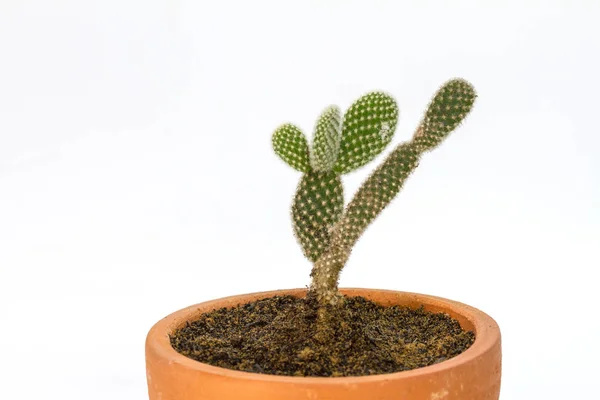 Cerrar las plantas de cactus en blanco —  Fotos de Stock