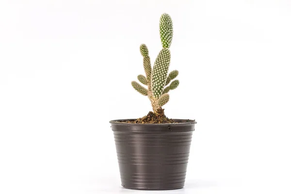 Cerrar las plantas de cactus en blanco —  Fotos de Stock