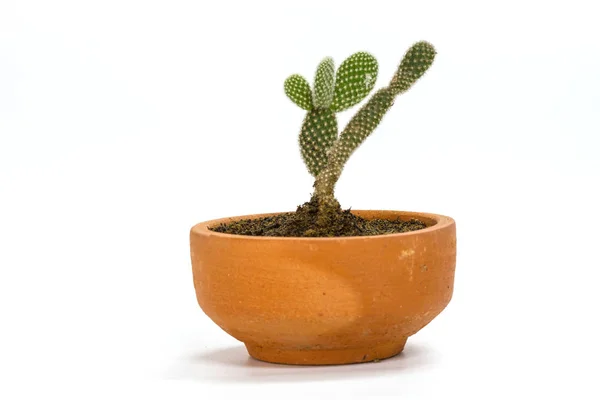 Cerrar las plantas de cactus en blanco —  Fotos de Stock