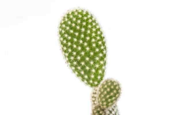 Close up plantas de cacto em branco — Fotografia de Stock