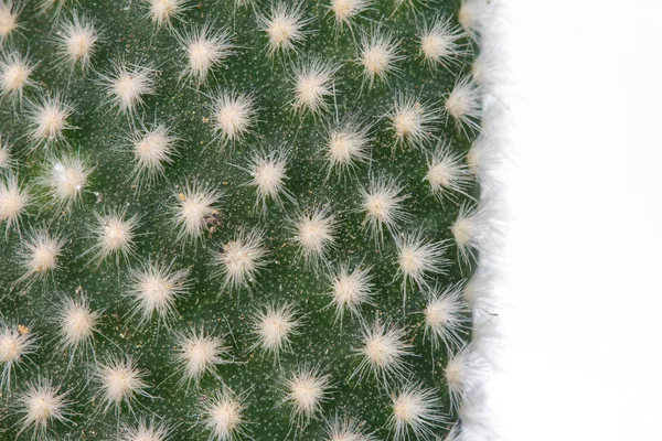 Close up cactus plants on white — Stock Photo, Image