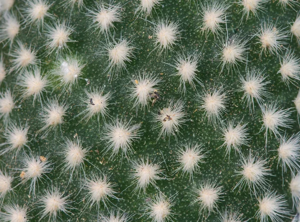 Close up cactus plants on white — Stock Photo, Image