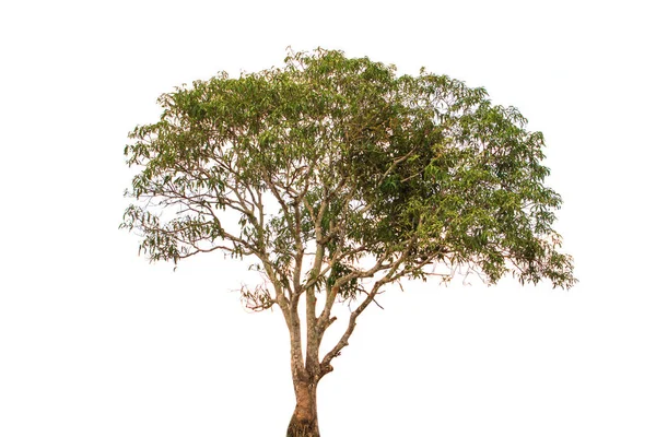 Trees isolated on white background — Stock Photo, Image