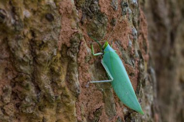 Çekirge yaprağı ağaç üzerinde