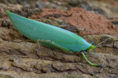 Çekirge yaprağı ağaç üzerinde