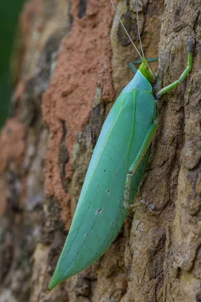 Kobylko listí na stromě — Stock fotografie