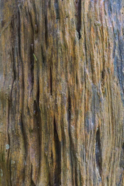 Textura de la madera de corteza —  Fotos de Stock