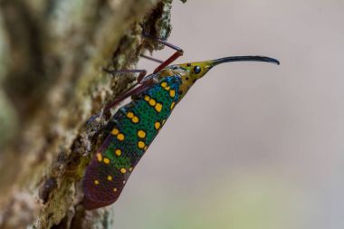 Ağustosböceği veya Lanternfly (Saiva gemmata )