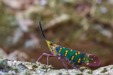 Ağustosböceği veya Lanternfly (Saiva gemmata )