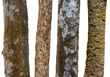 Beyaz arka plan üzerinde izole ağaç gövdeleri kümesi