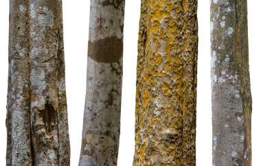 Beyaz arka plan üzerinde izole ağaç gövdeleri kümesi