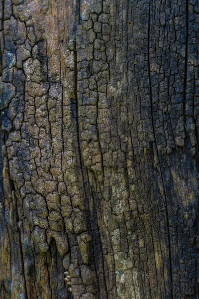 Kabuk odun dokusu — Stok fotoğraf