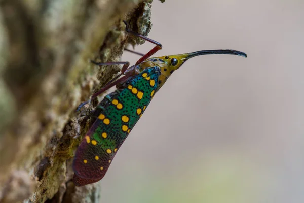 蝉或 Lanternfly (湿婆 gemmata ) — 图库照片