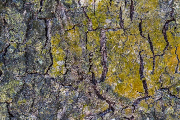 Texture du bois d'écorce — Photo