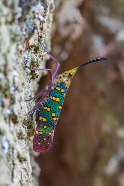 Cicala o Lanterna (Saiva gemmata  ) — Foto Stock