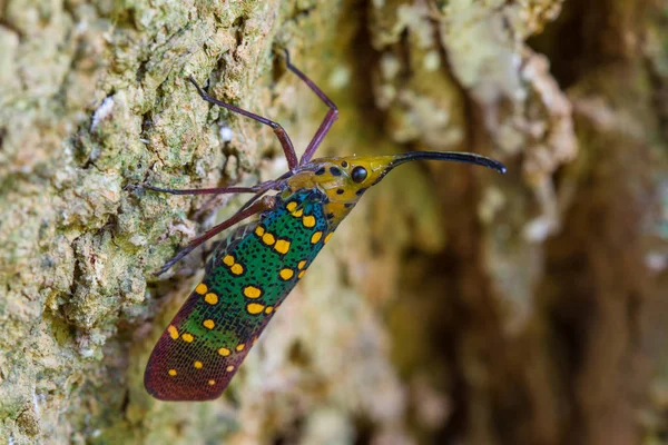 Ağustosböceği veya Lanternfly (Saiva gemmata ) — Stok fotoğraf