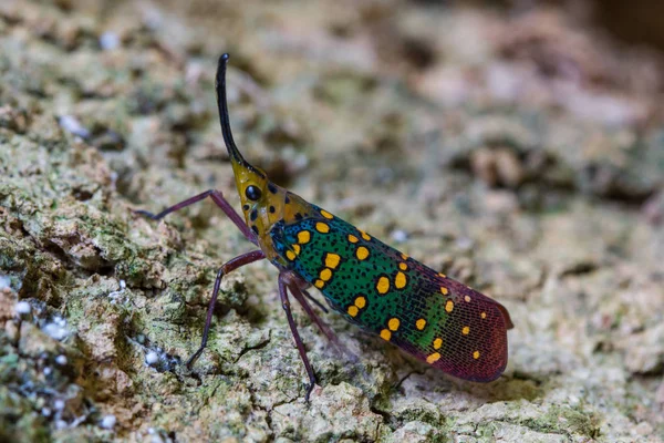 Cicade of Lanternfly (Saiva gemmata ) — Stockfoto