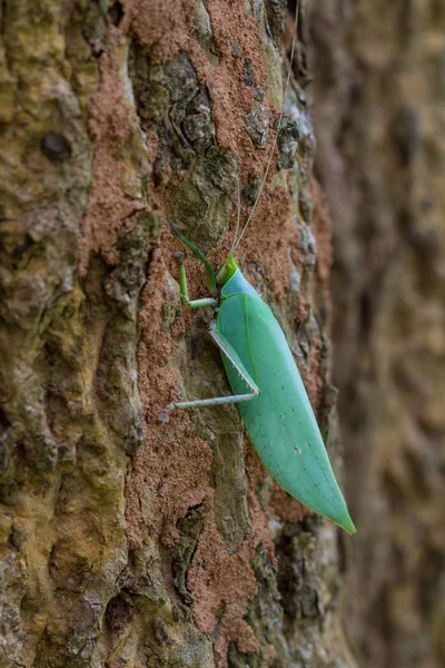 Kobylko listí na stromě — Stock fotografie