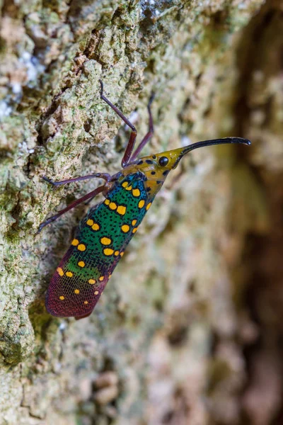 Cicada ou Lanterna (Saiva gemmata  ) — Fotografia de Stock