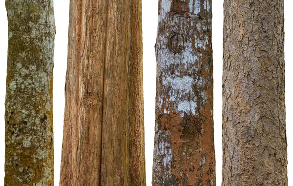 Uppsättning av trädstammar isolerad på vit bakgrund — Stockfoto