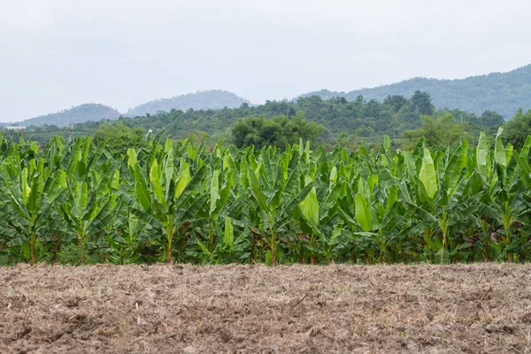 Green Banana plantations in Phetchaburi Province, Thailand — Stock Photo, Image