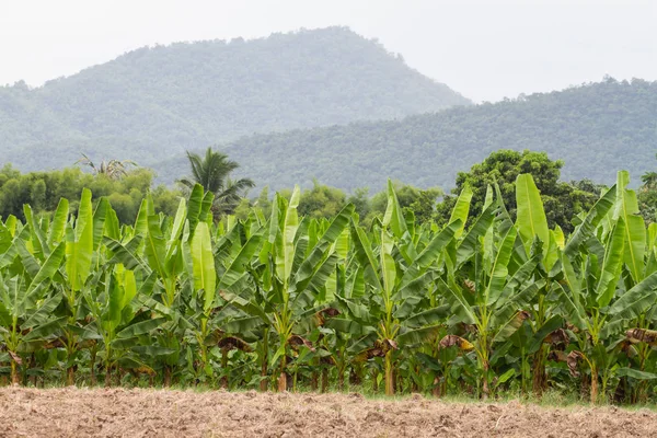 Plantações de bananas verdes na província de Phetchaburi, Tailândia — Fotografia de Stock