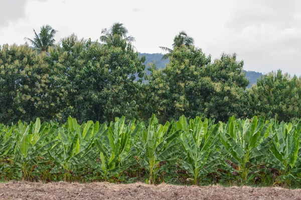 Plantaciones de plátano verde en la provincia de Phetchaburi, Tailandia — Foto de Stock