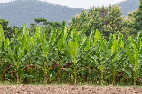 Plantações de bananas verdes na província de Phetchaburi, Tailândia — Fotografia de Stock