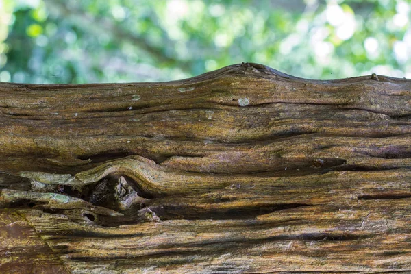 Texture du bois d'écorce — Photo