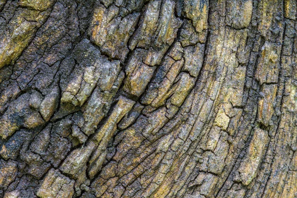Textuur van hout van de schors — Stockfoto