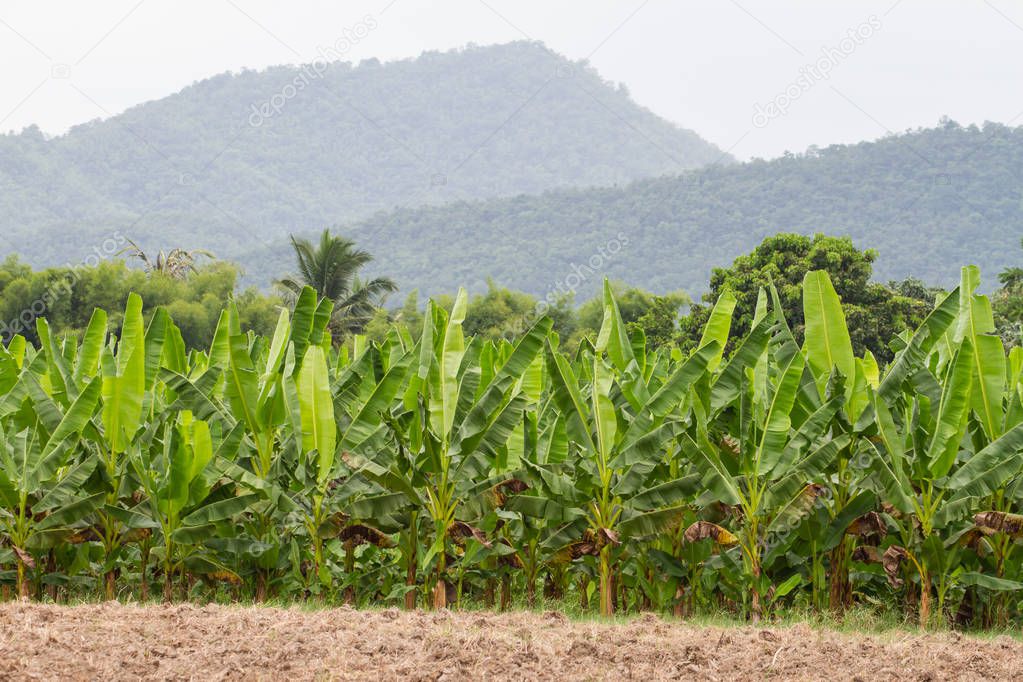 Green Banana plantations in Phetchaburi Province, Thailand