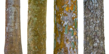 Beyaz arka plan üzerinde izole ağaç gövdeleri kümesi