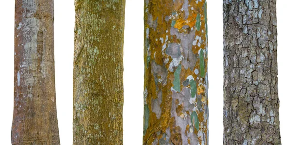 Conjunto de troncos de árvore isolado no fundo branco — Fotografia de Stock
