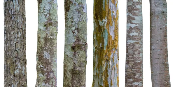 Serie di tronchi d'albero isolati su sfondo bianco — Foto Stock