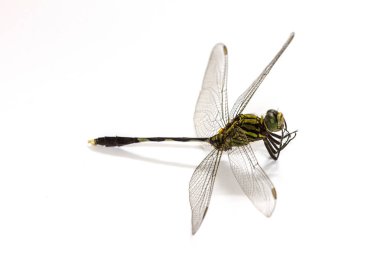 Yusufçuk beyaz bir arkaplanda izole edilmiş.