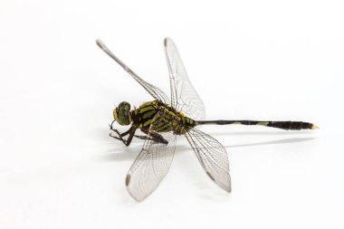 Yusufçuk beyaz bir arkaplanda izole edilmiş.