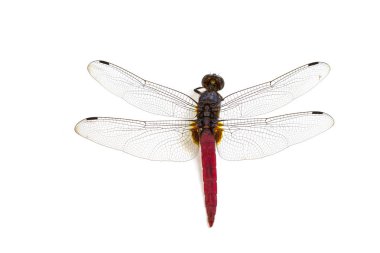 Yusufçuk beyaz bir arkaplanda izole edilmiş.