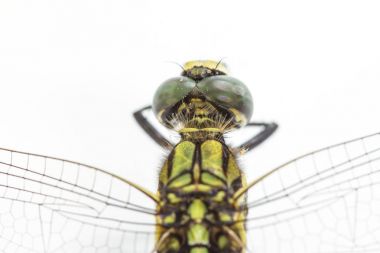 Yusufçuk beyaz bir arkaplanda izole edilmiş.