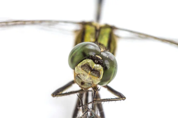Dragonfly isolerad på en vit bakgrund — Stockfoto